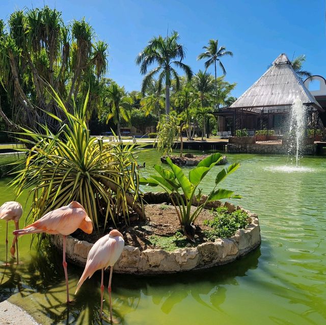 Punta Cana Caribe Deluxe: Paradise Found! 🌴✨