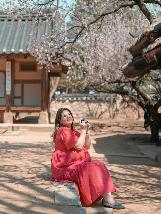 🌸 추사고택 💕