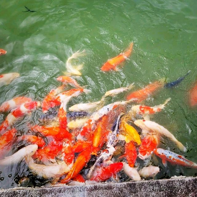 🌸福州園🌸繁華城市中的一片綠洲