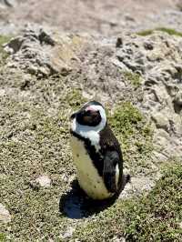 Discover Betty’s Bay, South Africa 🐧