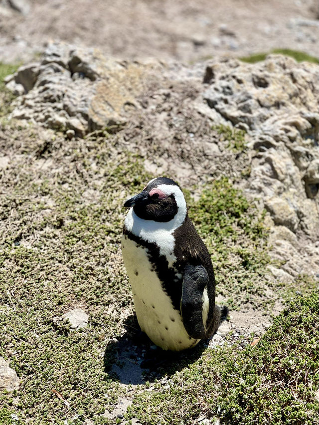Discover Betty’s Bay, South Africa 🐧