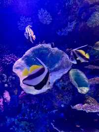 Dive into Antalya Aquarium, Türkiye 🐠