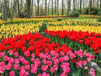 Keukenhof Netherlands 🇳🇱 