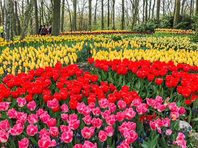 Keukenhof Netherlands 🇳🇱 