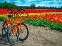 Keukenhof Netherlands 🇳🇱 