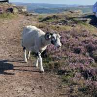 Peak District - Bamford Edge