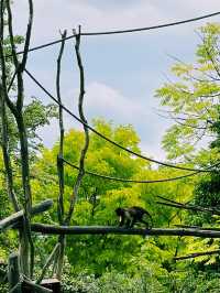 Paris Zoo: A Wild Adventure Theme Park in the Heart of Paris