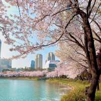SEOKCHON LAKE'S SAKURA MAGIC | A CHERRY BLOSSOM WONDERLAND