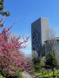 Spring Awakens in Tirana: A City in Bloom🌸🇦🇱