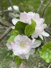The Arrival of Spring in the UK