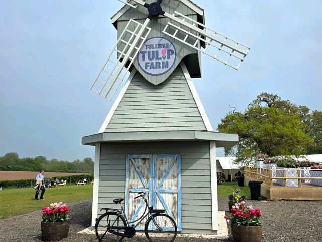 A Lovely Spring Day at Tulley's Tulip Farm, Hatton