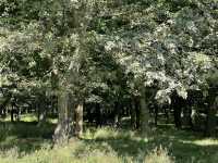 🦌 Royal Wilderness Escape: Richmond Park Adventure