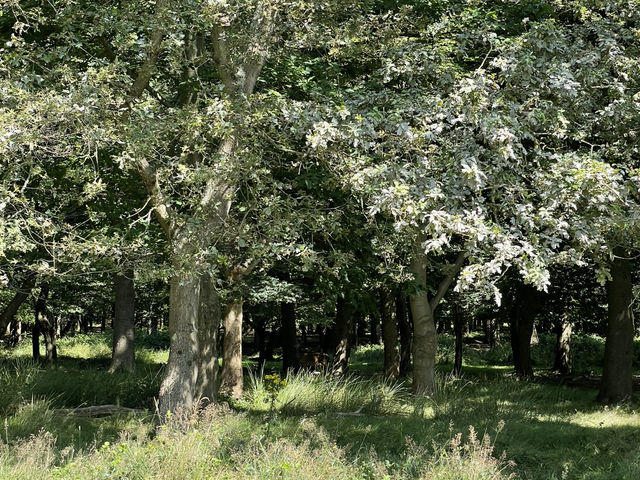 🦌 Royal Wilderness Escape: Richmond Park Adventure
