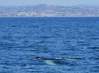 Dana Point - The Whale watching capital of the world! 