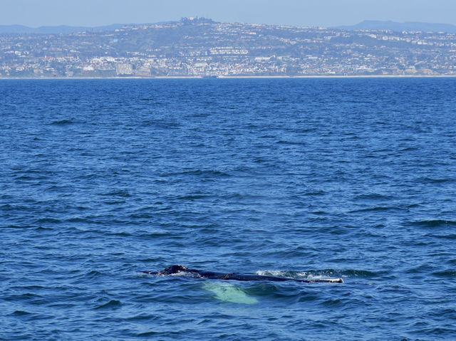 Dana Point - The Whale watching capital of the world! 