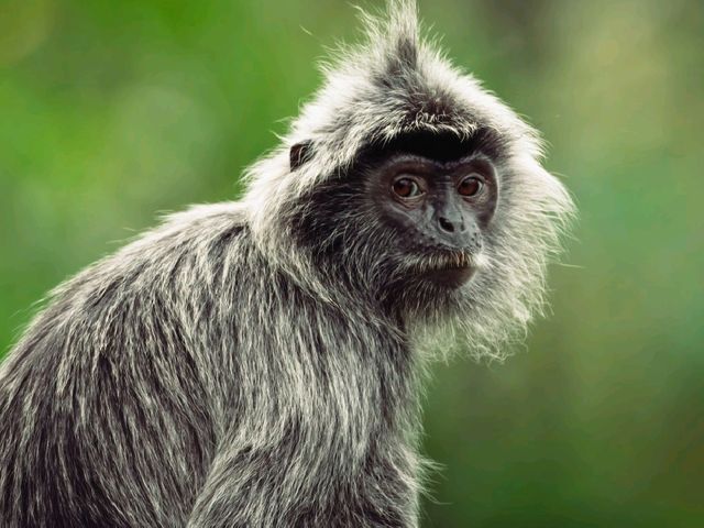 Wild Borneo Awaits: Exploring Bako National Park, Malaysia