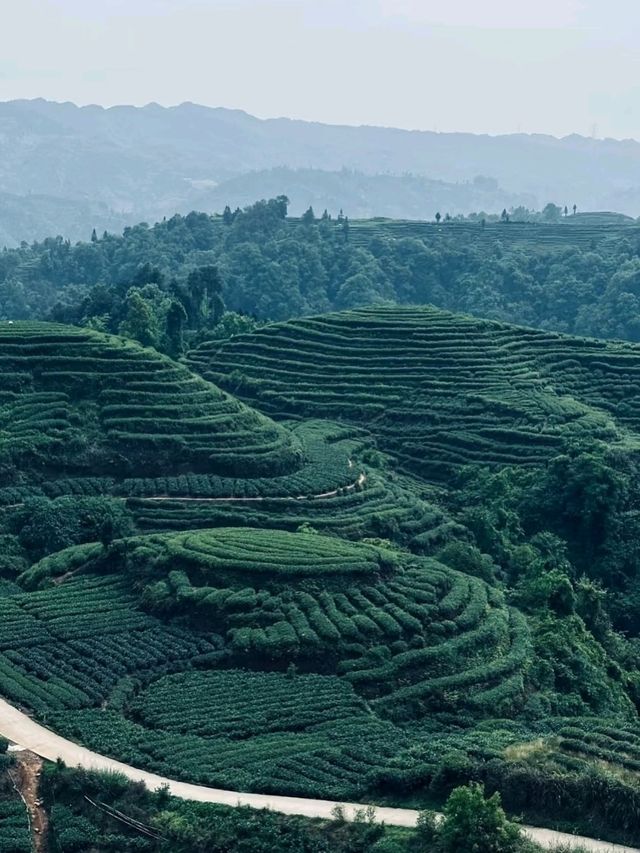 ⛰️ Mengding Mountain – The Ancient Cradle of Chinese Tea