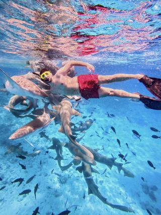 Berenang Bersama Hiu di Maladewa: Pengalaman Sekali Seumur Hidup