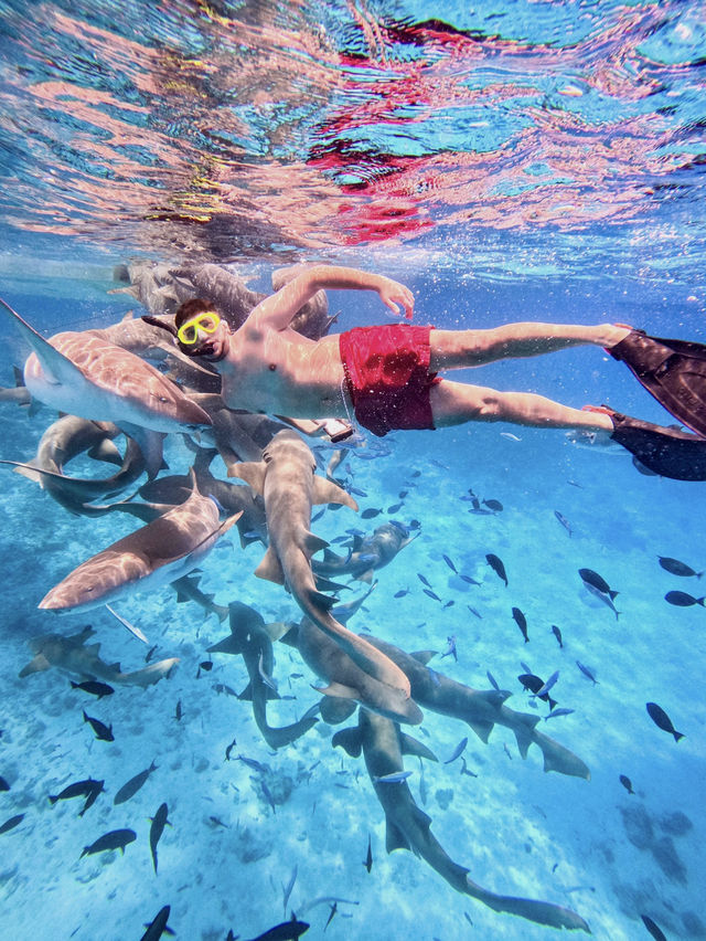 Swimming With Sharks in the Maldives: A Once-in-a-Lifetime Experience
