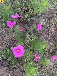 🍁 Walpole Park – Autumn Calm in the Heart of Ealing 🍂🦆