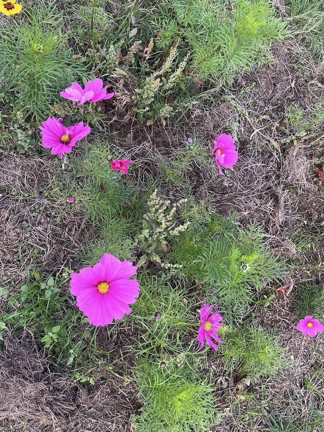 🍁 Walpole Park – Autumn Calm in the Heart of Ealing 🍂🦆 🍁 Walpole Park – Autumn Calm in the Heart of Ealing 🍂🦆
