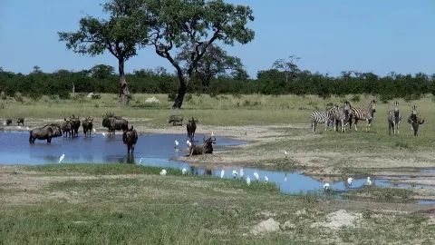 BOTSWANA 2026: The Insider’s Guide Nobody Shares (Save This Before You Go) 🇧🇼 — traveler post in Kasane
