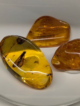 Amber Museum in Kaliningrad