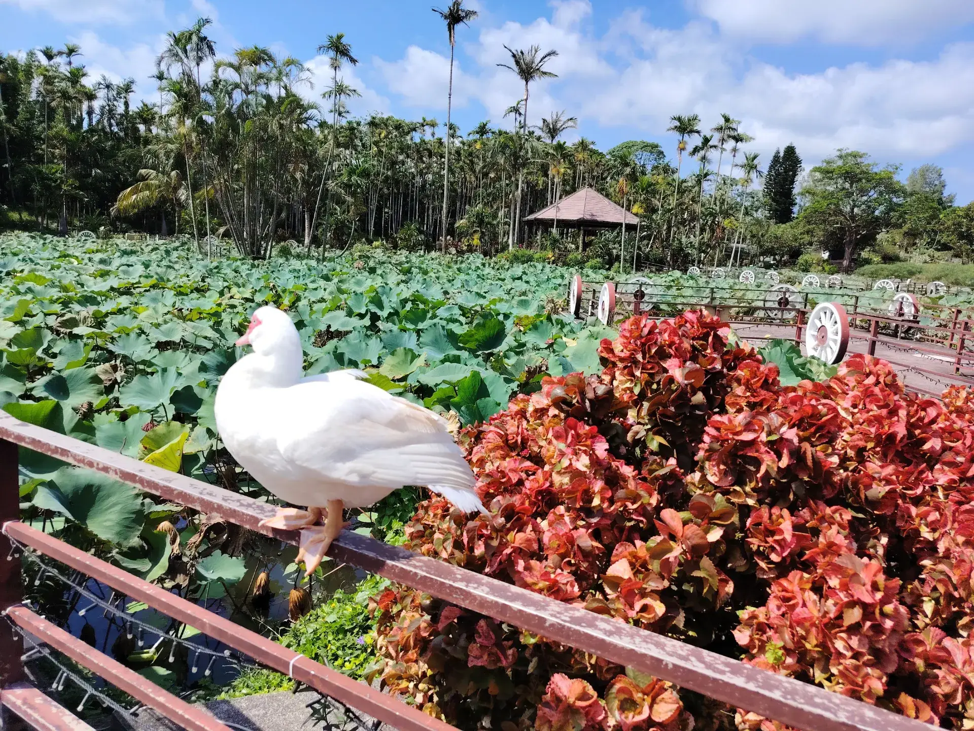 A Relaxing Escape to Nature: Southeast Botanical Gardens Travelogue & Tips 🌿