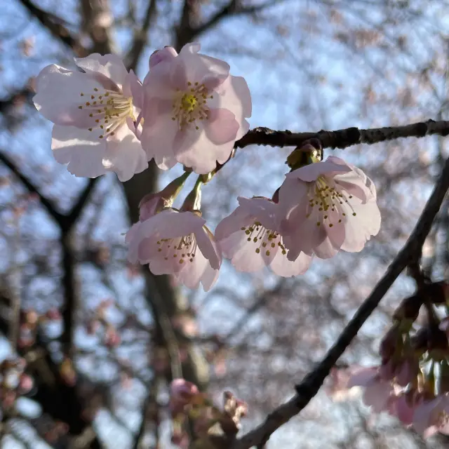 【上海桜の名所】上海人なら誰でも知っている顧村公園