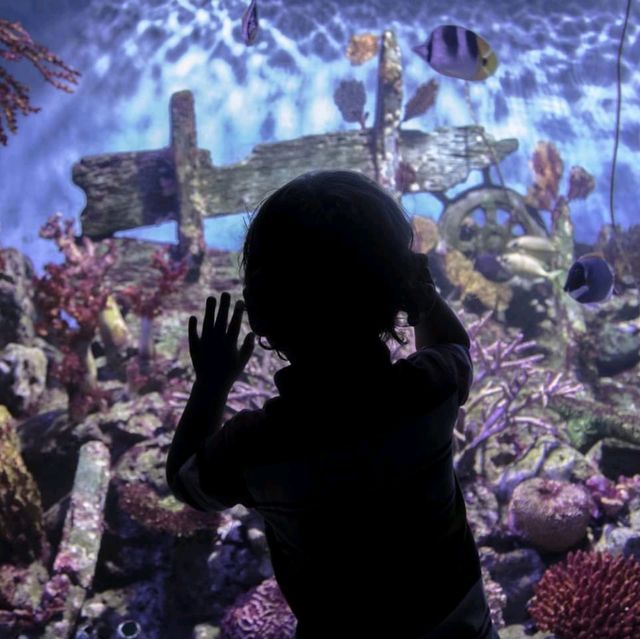 Bangkok's Best Aquarium