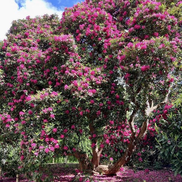 Royal Botanic Gardens, Kew - London