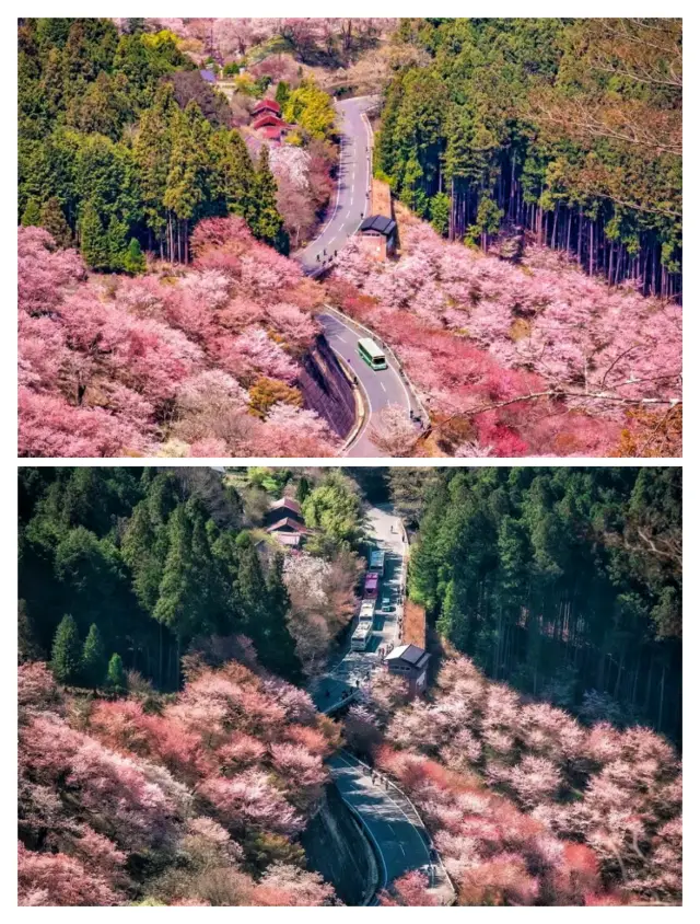 Japan's cherry blossom holy land, Mount Yoshino, 30,000 cherry blossoms are about to bloom!