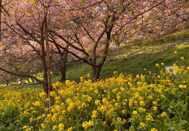 🌸Cherry blossoms are about to bloom | Where is a good place to go flower viewing this year?