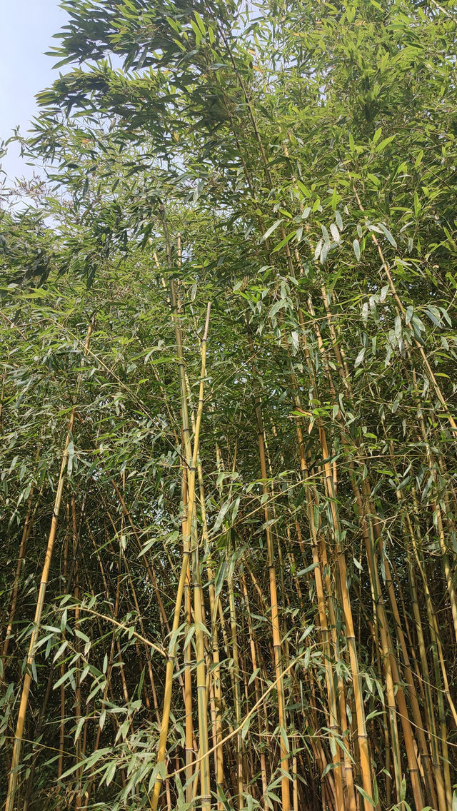 Pudong Jinqiao Park, the backyard of nearby residents, 30.