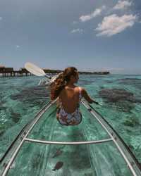 Dolphin Adventures or Transparent Kayaking? You Choose!