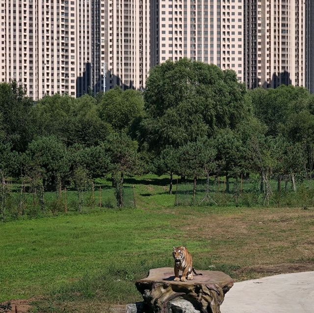 🐅 Majestic Northeast Tiger Forest Park ✨🤩✨