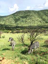 可以吹一輩子的人生體驗 - 南非 Safari