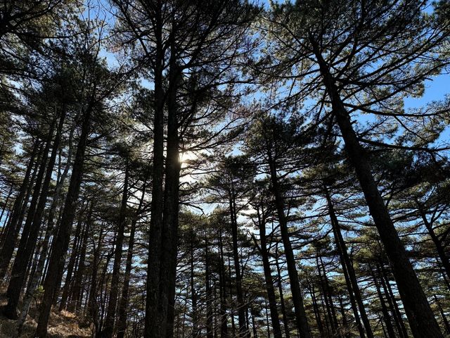 安徽黃山四天旅遊攻略