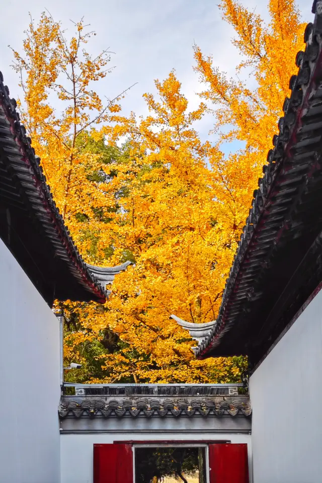 Suzhou Autumn Viewing | Xiyuan Temple