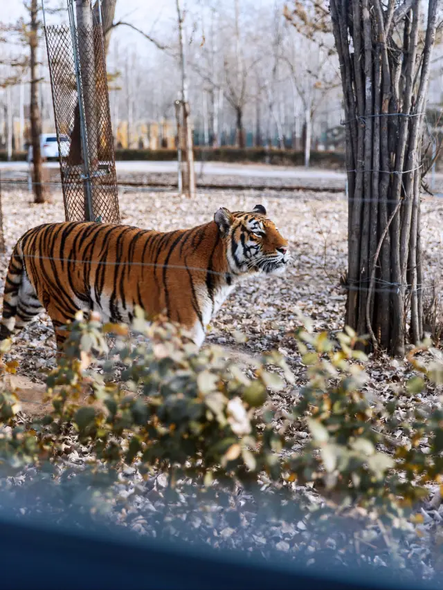 Looking out the window, there's a tiger