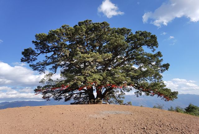 東川有塊紅土地