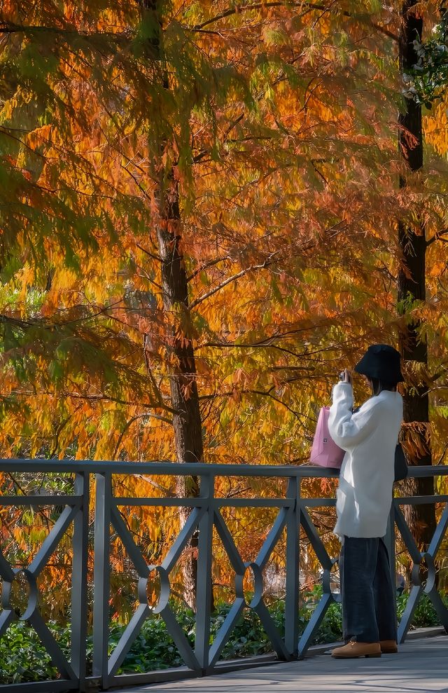 冬日陽光下，廣州天河公園的落羽杉可美