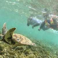 Sea Turtles and Sardines Run
