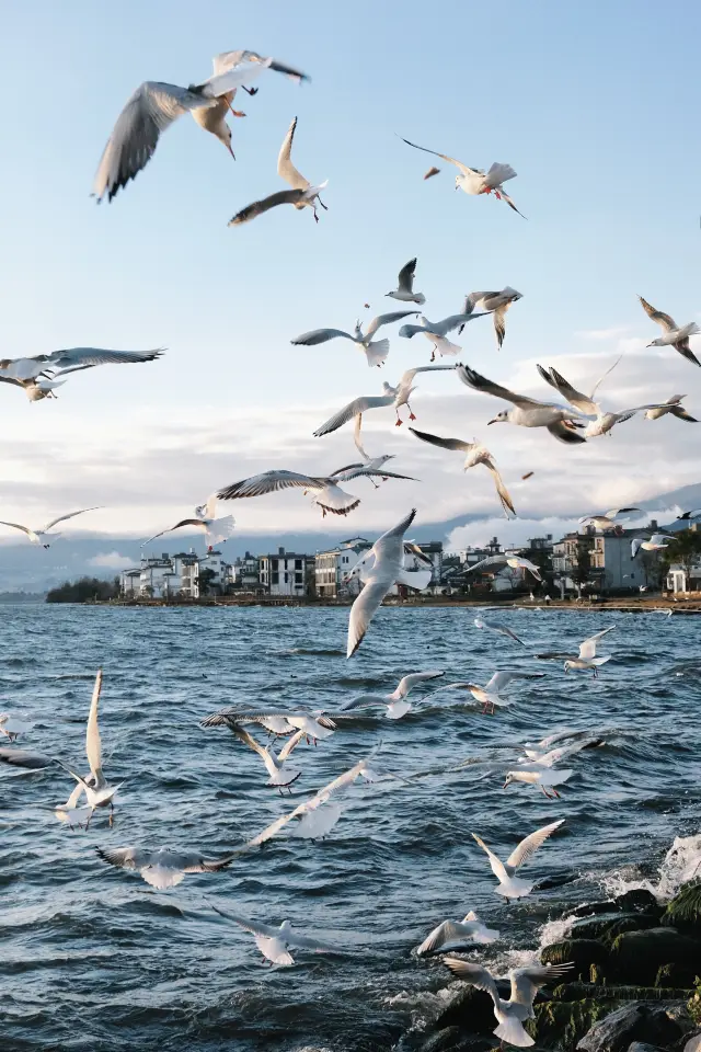 Winter Travel in Dali | Go to this place to see seagulls in Erhai!