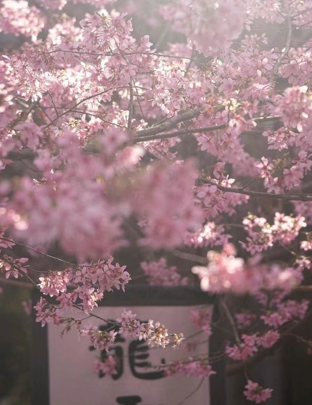 福建的櫻花園