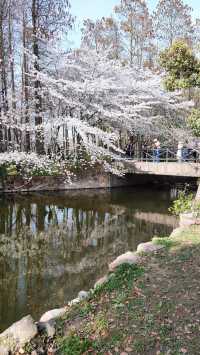 春天的共青森林公園，到哪裡都是風景，71