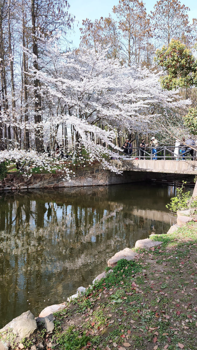 春天的共青森林公園，到哪裡都是風景，71