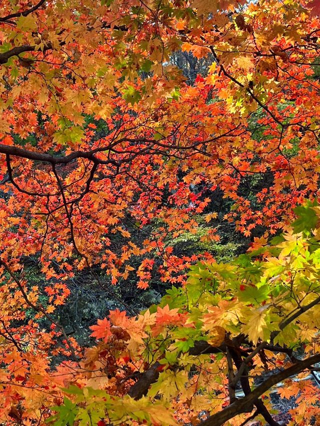 關門山賞楓好去處