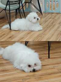沈陽親子溜娃，超可愛的棉花面紗犬來啦！