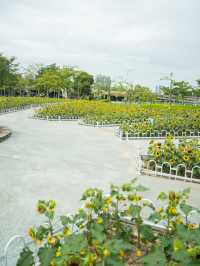 宏城公園向日葵美則美矣，奈何錯過最好的時光  這次的向日葵是矮的 數量更密集 去逛美術館順路去宏城